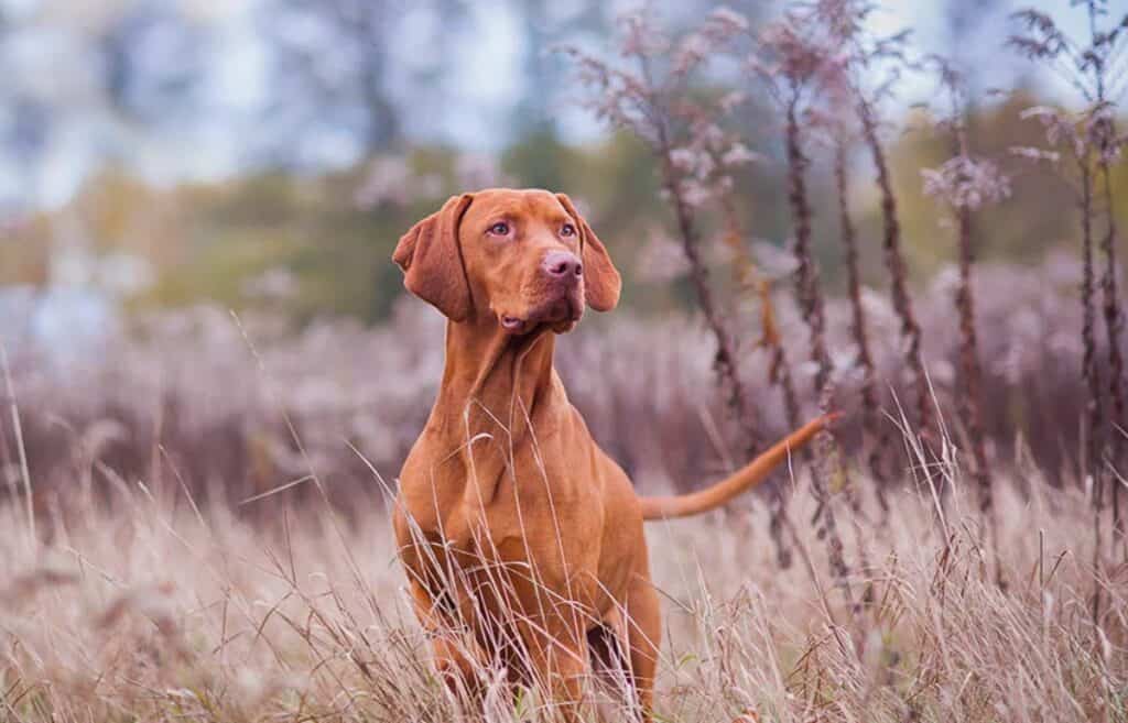 red dog breed