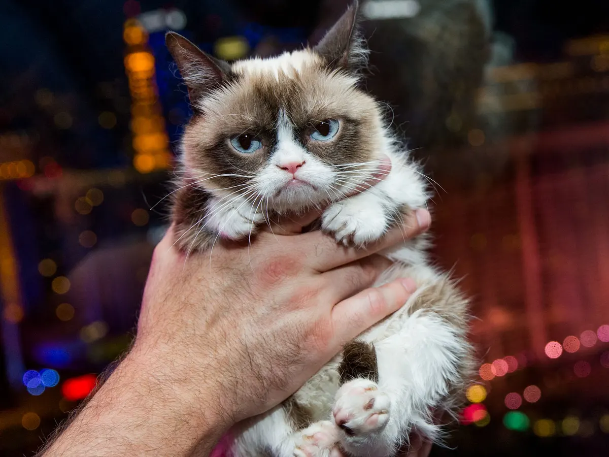 What breed of cat is Grumpy Cat