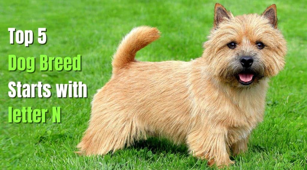 dog breeds that start with n