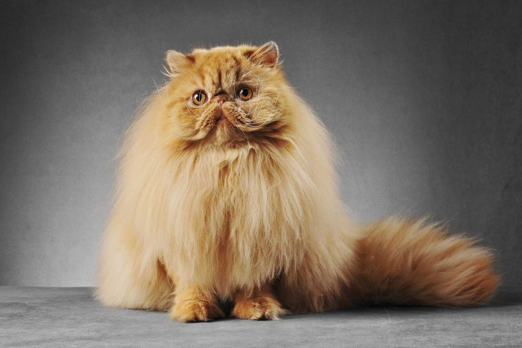 Big Fluffy Cat Breeds