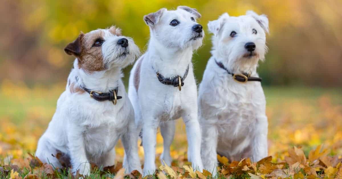 Dog Breeds That Start With R