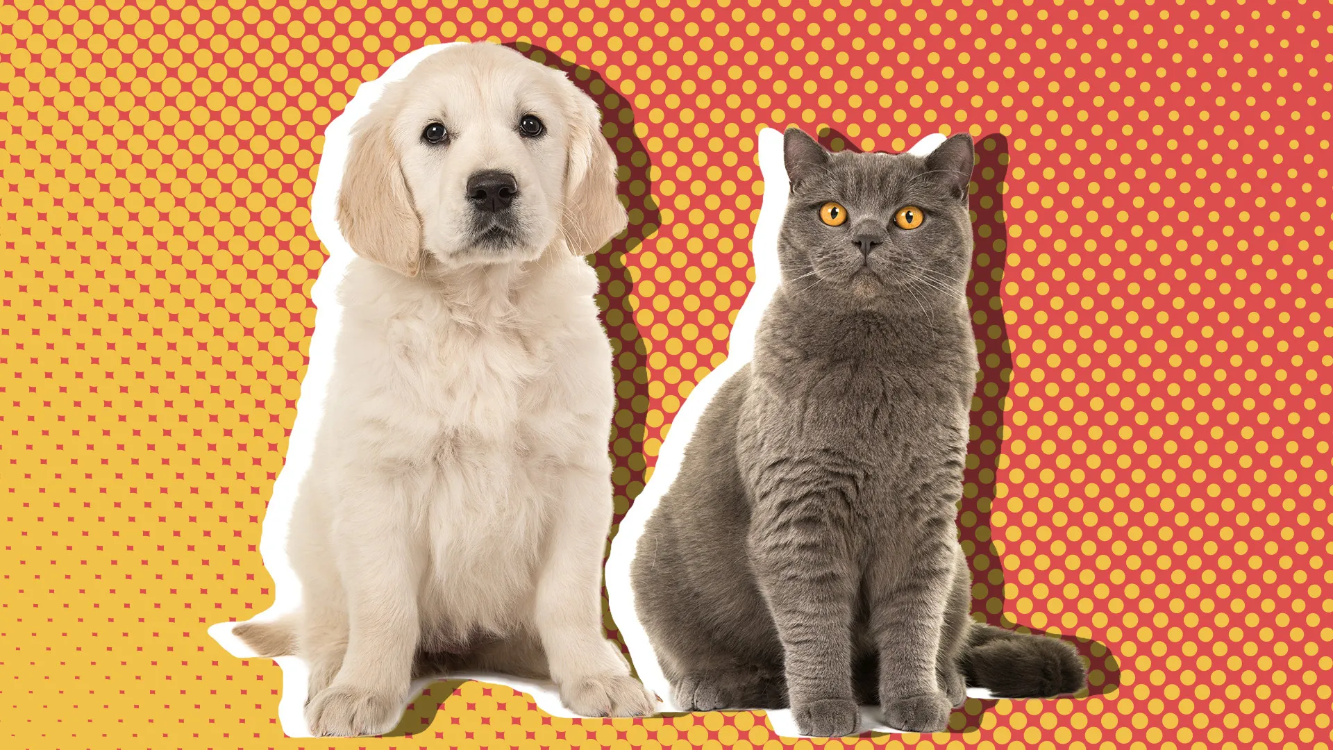 what dog breeds are good with cats