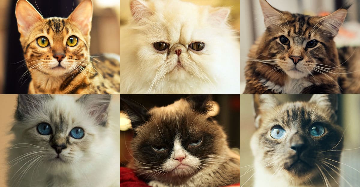 What Cat Breed is Right for Me