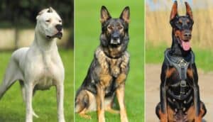 Guarding Dog Breeds