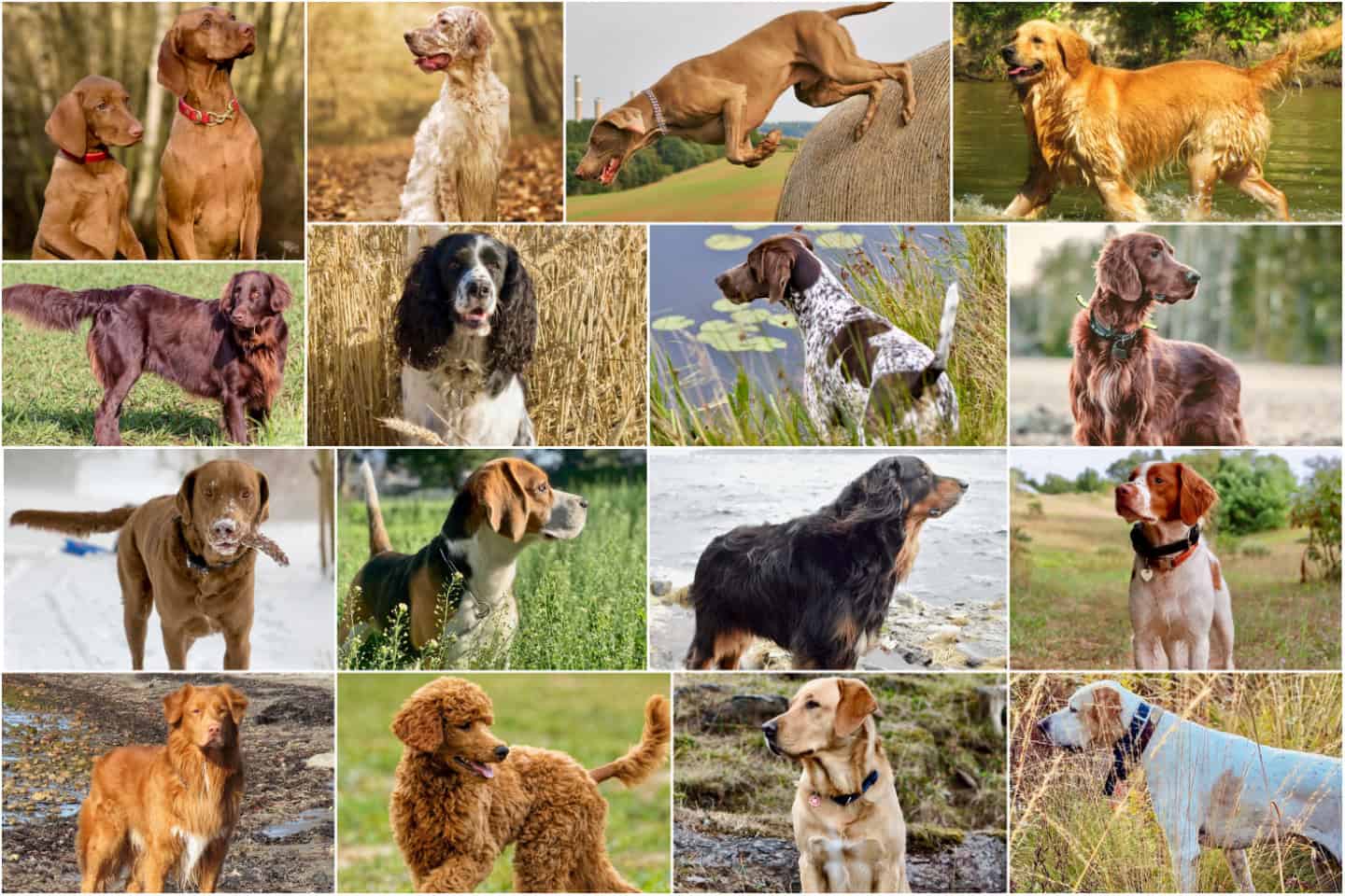 hunting dog breeds