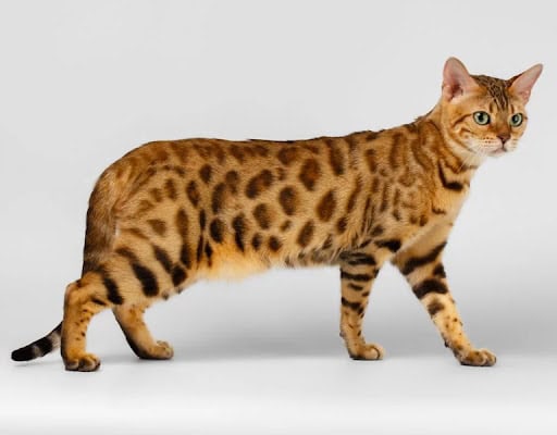 Hybrid cat breeds