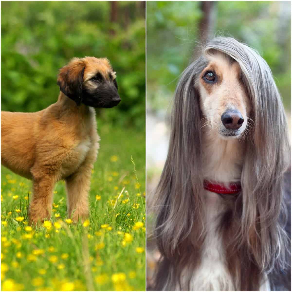 Is Afghan Hound the Right Breed for People seeking independent dogs?