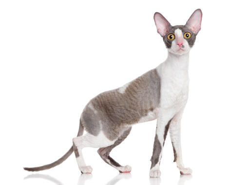 Cat Breeds With Long Legs